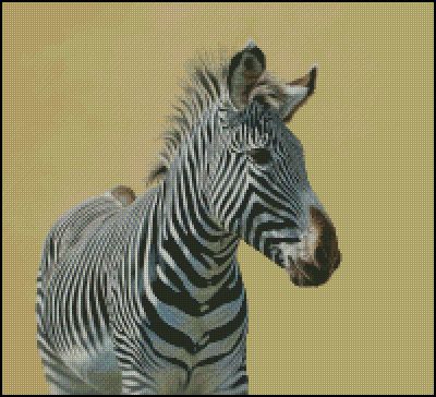 (image for) Z is for Zebra